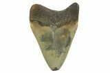 Fossil Megalodon Tooth - North Carolina #298874-1